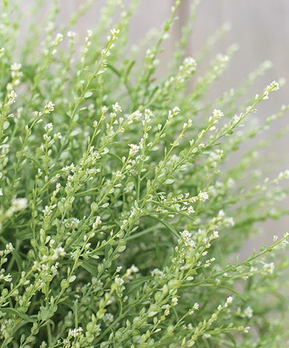 Persian Cress seeds