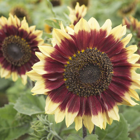 Sunflower Florenza seeds