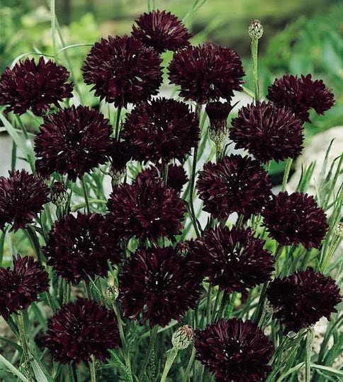 Black Bachelors Button seeds