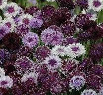 Bachelors Button Classic Magic Mix seeds