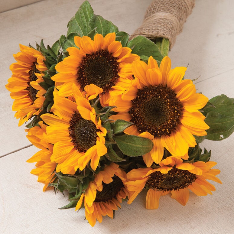 Sunflower Variety: Florenza, Valentine, Sonja (25 seeds of each ×3)