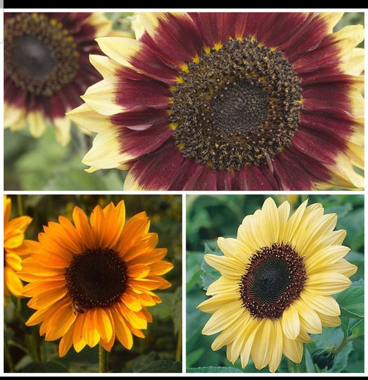 Sunflower Variety: Florenza, Valentine, Sonja (25 seeds of each ×3)