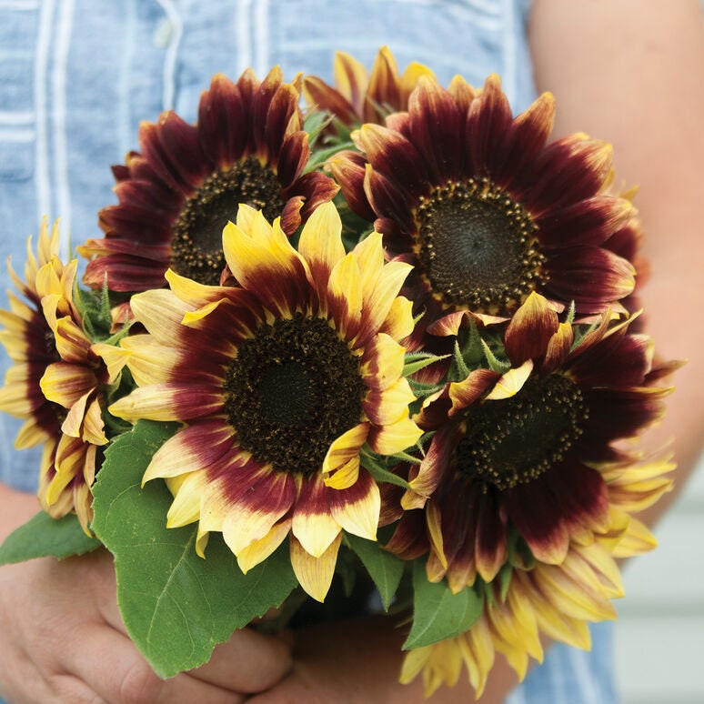 Sunflower Variety: Florenza, Valentine, Sonja (25 seeds of each ×3)