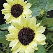 Sunflower Variety: Florenza, Valentine, Sonja (25 seeds of each ×3)