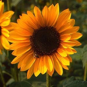 Sunflower Variety: Florenza, Valentine, Sonja (25 seeds of each ×3)