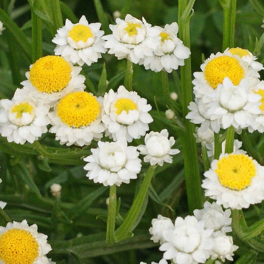 Ammobium Winged Everlasting seeds