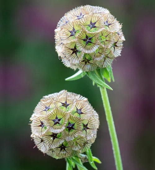 Scabiosa Stellata Starflower seeds