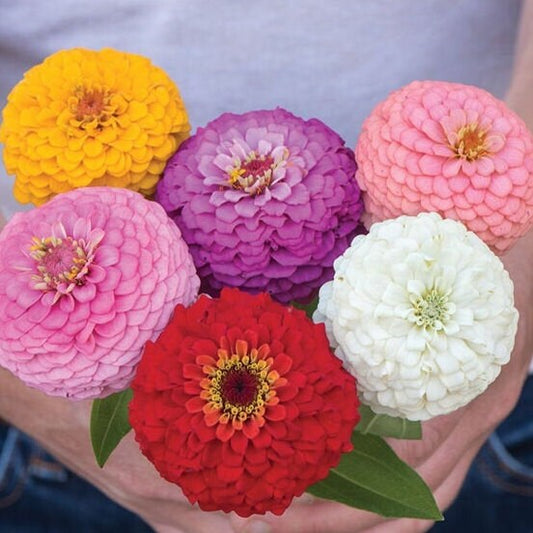 Zinnia Oklahoma Mix seeds