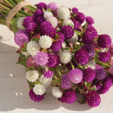 Gomphrena QIS mix seeds