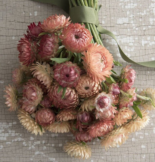 Strawflower Apricot/Peach Mix seeds