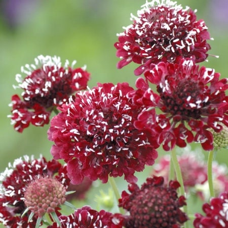 Scabiosa Fire King seeds