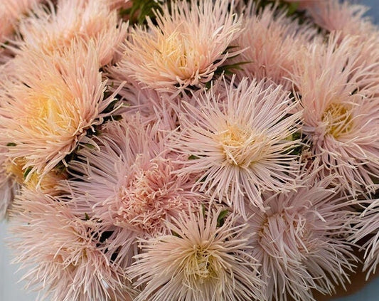 Valkyrie Brunhilde Chamois Aster seeds