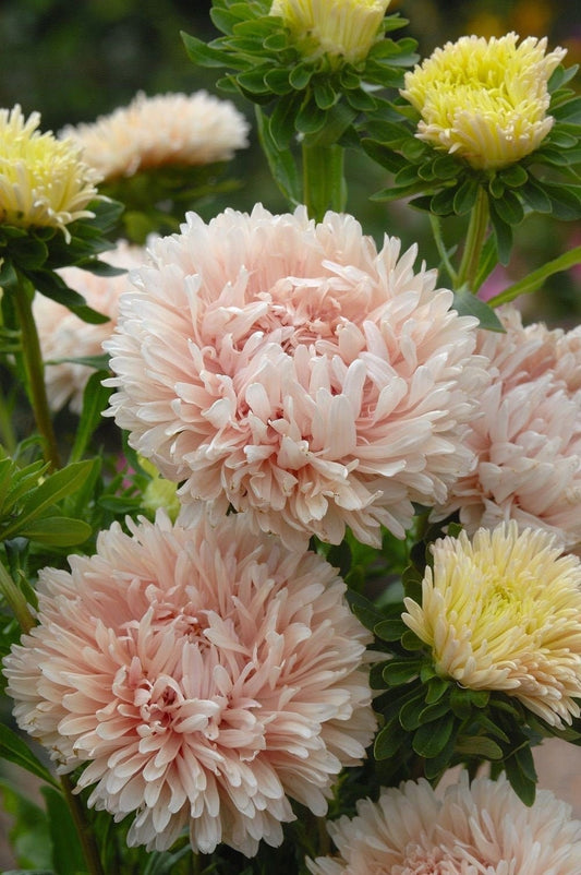 King Apricot Aster seeds