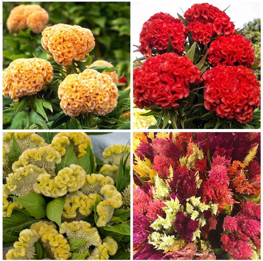 Celosia Variety: Chief Gold, Chief Persimmon, Cramers' Lemon-Lime and Pampas Plume (30+ seeds for each variety x4)