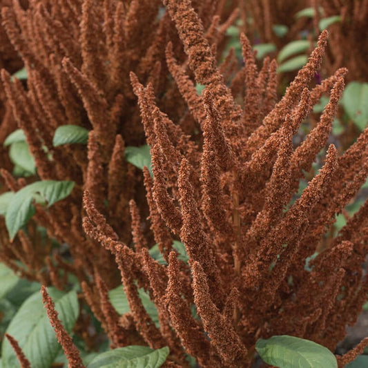 Amaranth Hot Biscuits seeds