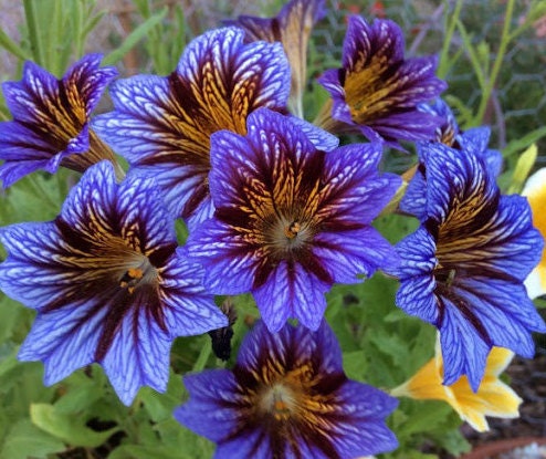 painted tongue flower seeds 50+ Salpiglossis Painted Tongue seeds