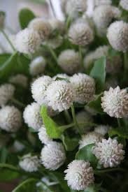 Gomphrena Audray white seeds