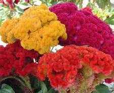 Celosia Chief Mix seeds
