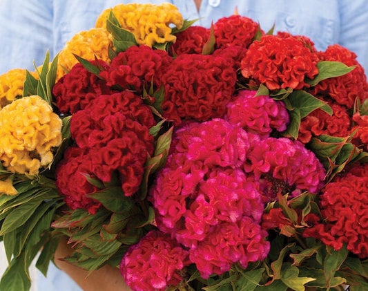 Celosia Chief Mix seeds