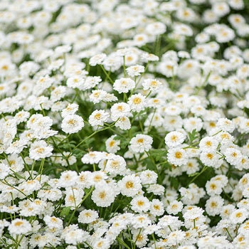 Feverfew Tetra White seeds