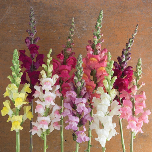 Snapdragon Potomac Custom Mix seeds