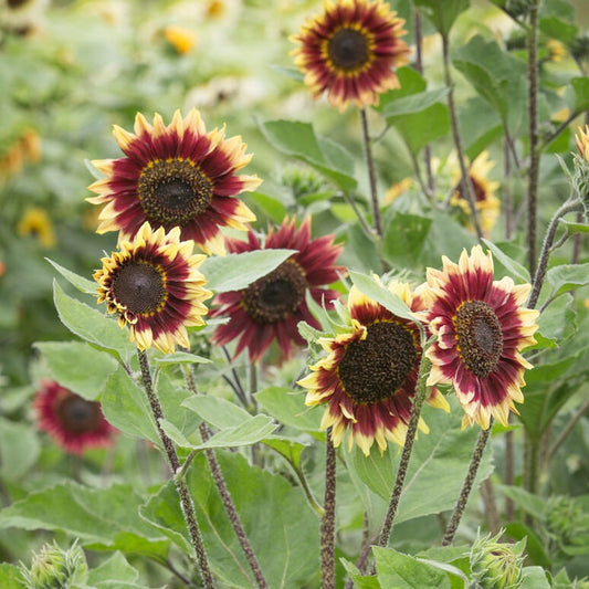 Sunflower Florenza seeds