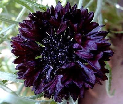 Black Bachelors Button seeds