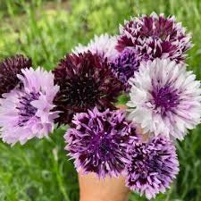 Bachelors Button Classic Magic Mix seeds