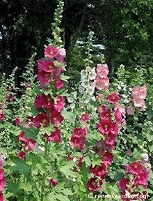 Hollyhock Indian Spring seeds