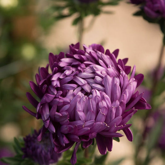 Tower Violet Aster seeds