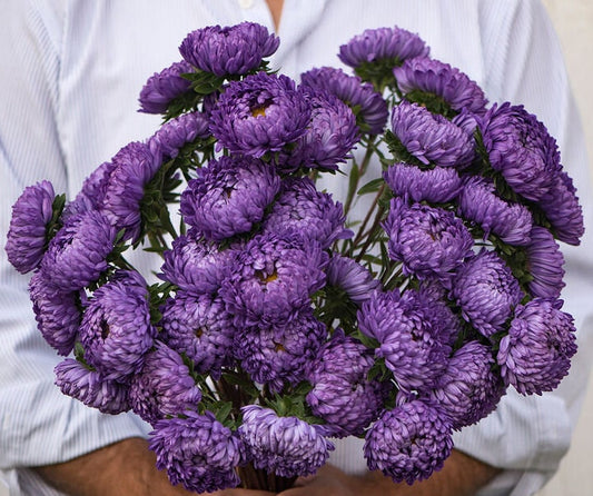 Tower Blue Aster seeds