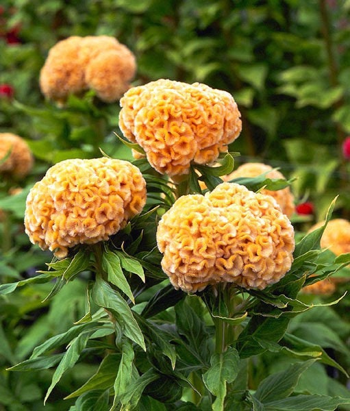 Celosia Chief Gold seeds