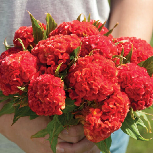 Celosia Chief Persimmon seeds