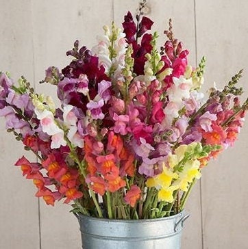 Snapdragon Potomac Custom Mix seeds