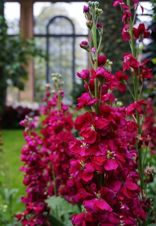 Ruby Stock seeds