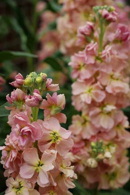 Apricot Stock seeds