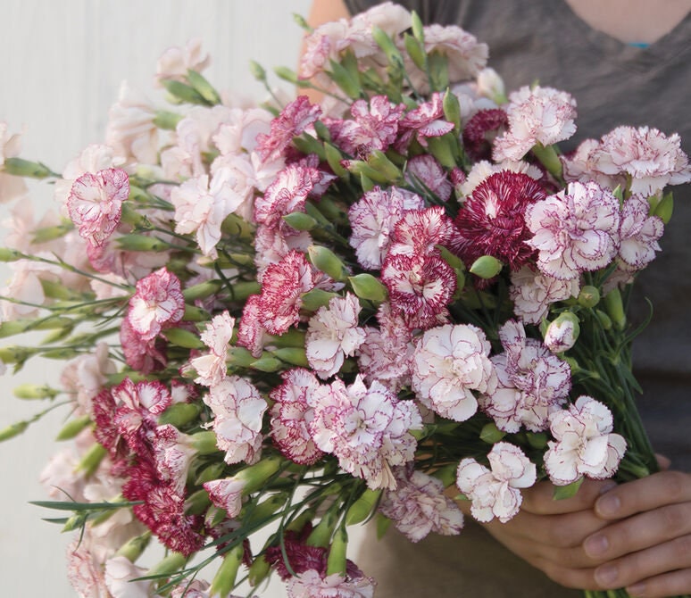 Carnation Chabaud Benigna seeds