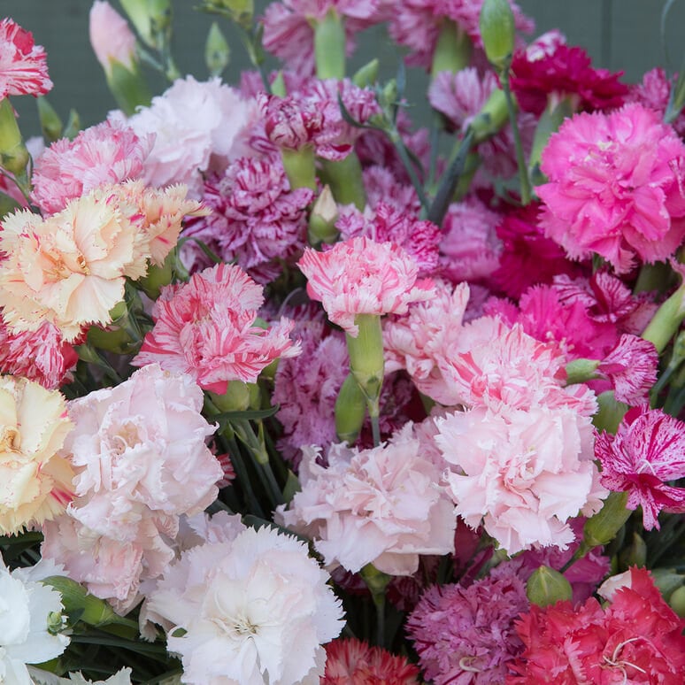 Carnation Chabaud Double Picotee Mix seeds