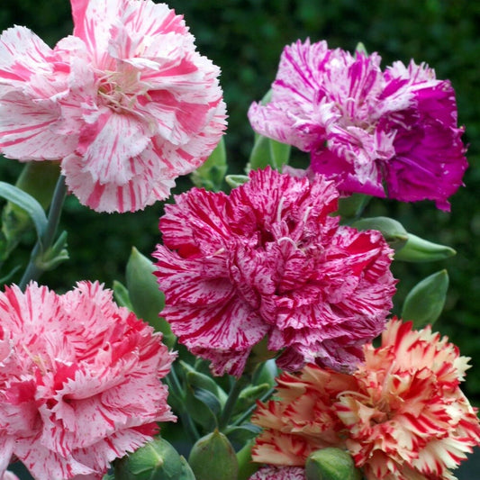 Carnation Chabaud Double Picotee Mix seeds