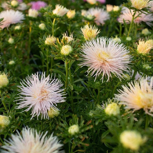 Valkyrie Brunhilde Chamois Aster seeds