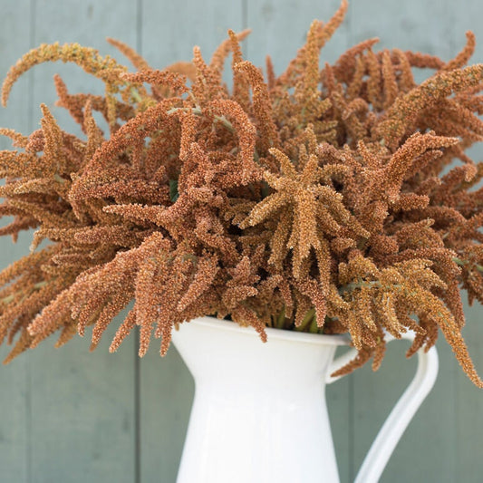 Amaranth Variety: Hot Biscuits, Coral Fountain, Emerald Tassels (100+ seeds per variety x3)