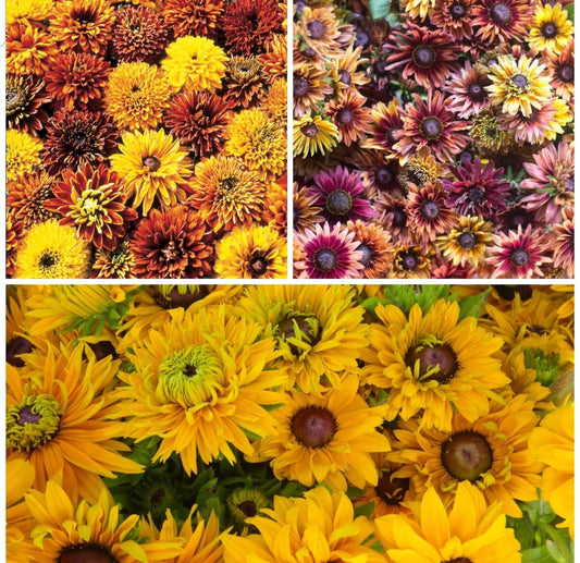 Rudbeckia variety: Cherokee Sunset, Sahara, Gloriosa Double Daisy (25 seeds for each variety x3)