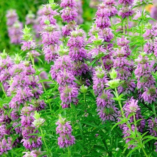 Monarda Lemon Mint seeds