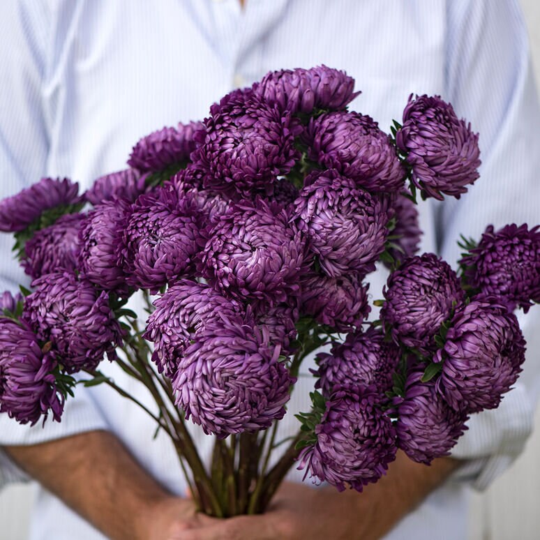 Tower Aster Variety: Silver, Violet, Chamois, Blue (25 seeds per variety ×4)