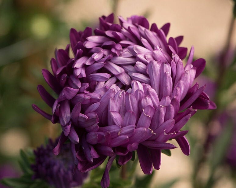 Tower Aster Variety: Silver, Violet, Chamois, Blue (25 seeds per variety ×4)