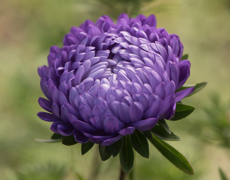 Tower Aster Variety: Silver, Violet, Chamois, Blue (25 seeds per variety ×4)