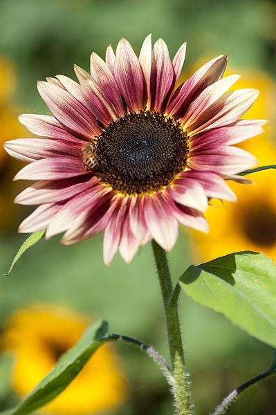 Sunflower Strawberry Blonde seeds