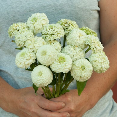 Oklahoma Zinnia Variety: Salmon, White, Carmine, Pink (25 seeds for each variety ×4)