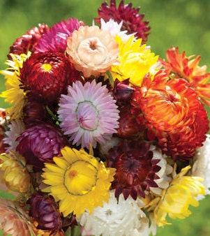 Strawflower Variety: Sultane Mix, Apricot/Peach, Purple-Red, Silvery Rose (100+ seeds of each variety ×4)