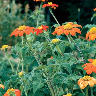 Tithonia Mexican Sunflower seeds